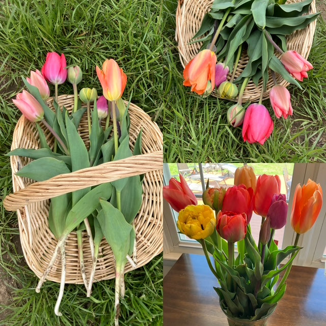 Spring Simplicity: Fresh-Cut Tulips at Home.